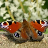 вчерашние павлиньи глаза 4 :: Александр Прокудин