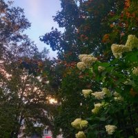 Гортензия :: Сапсан 