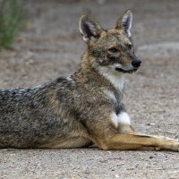 Золотистый шакал. :: Alexander Amromin