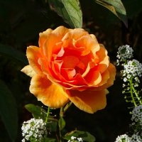 Роза сентября. :: Милешкин Владимир Алексеевич 