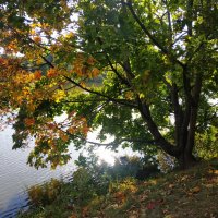 Симптомы осени налицо :: Андрей Лукьянов