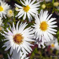Астра кустарниковая :: Светлана Ищенко