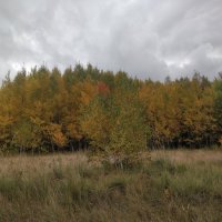 Осень в лесу :: Андрей Хлопонин