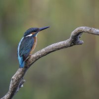 Зимородок. :: Alexander Amromin Зимородок. :: Alexander Amromin