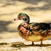 Каролинка :: SanSan 