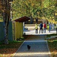 Август...Песик торопится перебежать улицу! :: Владимир 