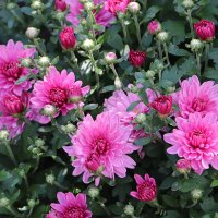 Хризантема - королева осени :: Любовь Сахарова