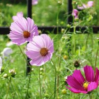 Космея :: Рита Симонова Космея :: Рита Симонова