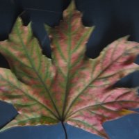 Клнновый лист :: Дмитрий Никитин