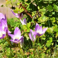 Москва. Сентябрь в Ботаническом... :: Наташа *****