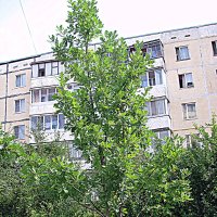 Молодой дуб. :: Владимир Драгунский Молодой дуб. :: Владимир Драгунский