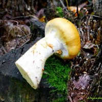 Паутинник триумфальный жёлтый :: Андрей Заломленков