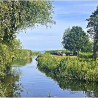 В камышах на заливе. :: Валерия Комова