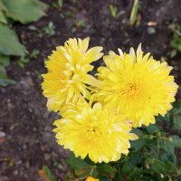 Солнечное трио :: Елена Семигина