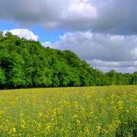 Природа в Нормандии :: Георгий А