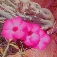 13  ОПЕН (369) :: OPEN WAYS ALL