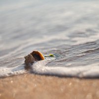 Осенний исход черноморской рапаны. :: Анатолий Щербак