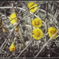 Мать-и-мачеха. :: Руслан 