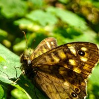 Бабочка :: Дмитрий Курский 