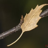 Осень :: Андрей Пристяжнюк