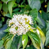 Декоративный дёрен белый :: Veera V Декоративный дёрен белый :: Veera V