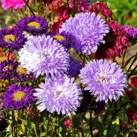 Астры, астры... :: Светлана 