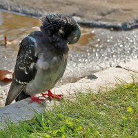 Засмущался... :: Светлана 