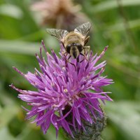 Цветочек полевой и насекомое. :: сергей ермошкин Цветочек полевой и насекомое. :: сергей ермошкин