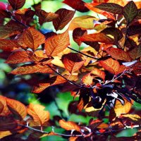 Про Осень... :: Николай Саржанов