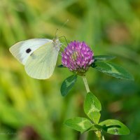 *** :: Андрей Андрианов