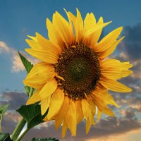 Подсолнух. :: Анатолий Уткин