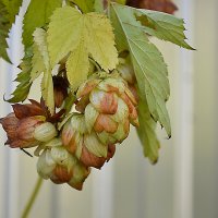 хмель :: Ольга 