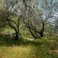 Роща на берегу моря :: Наталья Лунева Роща на берегу моря :: Наталья Лунева