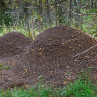 Муравейник :: Владимир Кириченко  wlad113