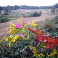 18 сентября в Царицыне :: Михаил Бибичков