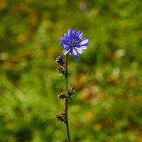 Цикорий. :: Михаил Колосов Цикорий. :: Михаил Колосов