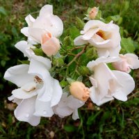 После дождя. :: Лия ☼ После дождя. :: Лия ☼