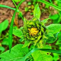 Подсолнушек в сентябре :: veilins veilins