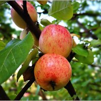 Бабье лето :: Aquarius - Сергей