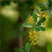 барбарис :: Ирина С