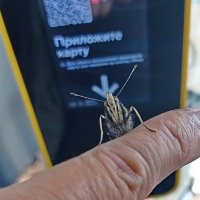 Адмирал оплачивает проезд на автобусе. :: Александр Чеботарь Адмирал оплачивает проезд на автобусе. :: Александр Чеботарь