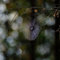 Лес и сети :: Андрей Зайцев