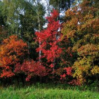Красные наступают, или Светофор :: Андрей Лукьянов Красные наступают, или Светофор :: Андрей Лукьянов