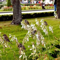 Пернатые зрители. :: Татьяна Помогалова