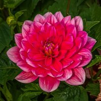 Георгин «Мелоди Пинк Аллегро» :: Aleksey Afonin Георгин «Мелоди Пинк Аллегро» :: Aleksey Afonin