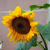 Одинокий подсолнух у стены многоэтажки :: Игорь Тельцов