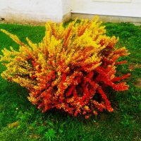 Осень :: Сергей Кочнев