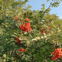 Ой , рябина , кудрявая...:) :: Валерий Кокорев