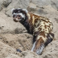 Перевязка :: SanSan 