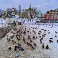 Утки возле Троице-Сергиевой лавры у реки Кончура :: Марина Валиуллина